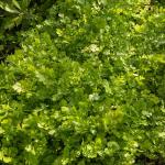 Aromatiques - Coriandre cultivée - face recto